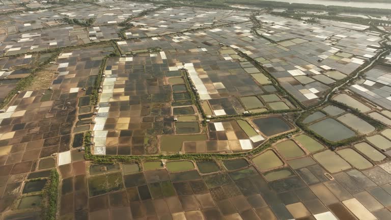 Le rÃ´le du sel dans l'amÃ©lioration de la qualitÃ© des sols en agriculture